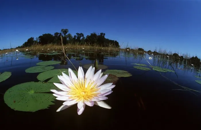 Framed Print : DAY WATERLILY - close-up, water scenic Framed Print : DAY WATERLILY - close-up, water scenic