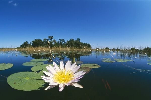 DAY WATERLILY - in lake, in foreground