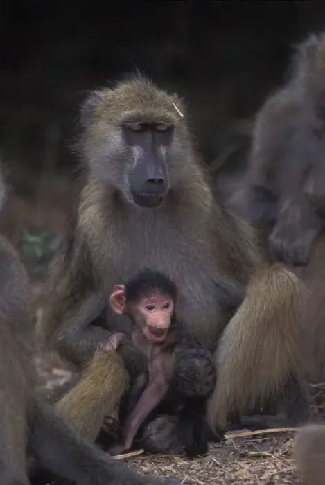 Framed Print : DDE-90019308 Framed Print : DDE-90019308