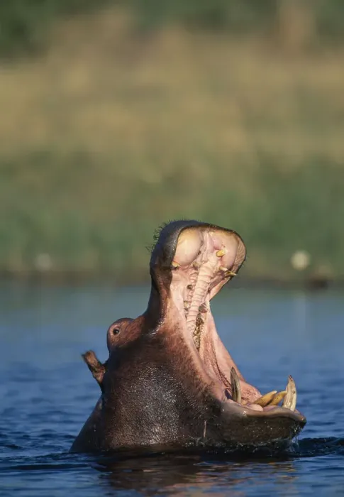 Framed Print : DDE-90019339