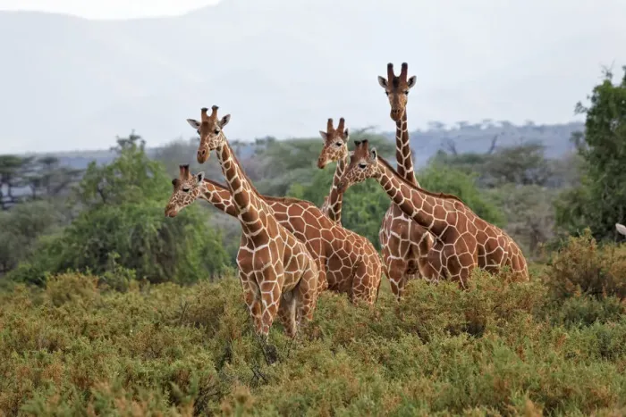 Framed Print : DDE-90019736 Framed Print : DDE-90019736