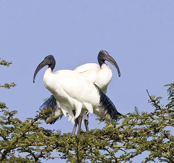 DDE-90019864. Kenya. Pair of sacred ibis birds stand on limbs. Date: 11 / 11 / 2005