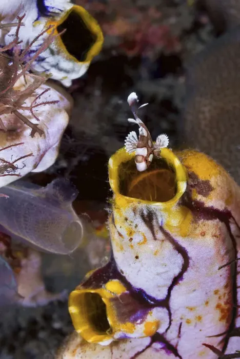 Framed Print : DDE-90024844 Framed Print : DDE-90024844