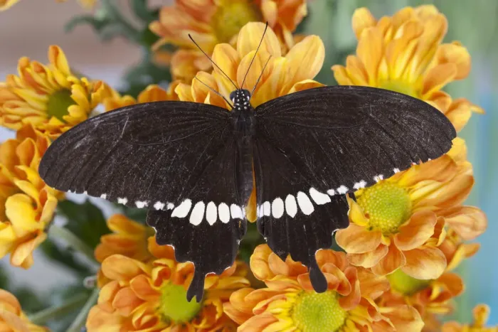 Framed Print : DDE-90025528 Framed Print : DDE-90025528