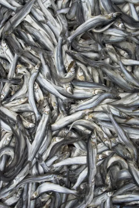 Framed Print : DDE-90027914 Framed Print : DDE-90027914