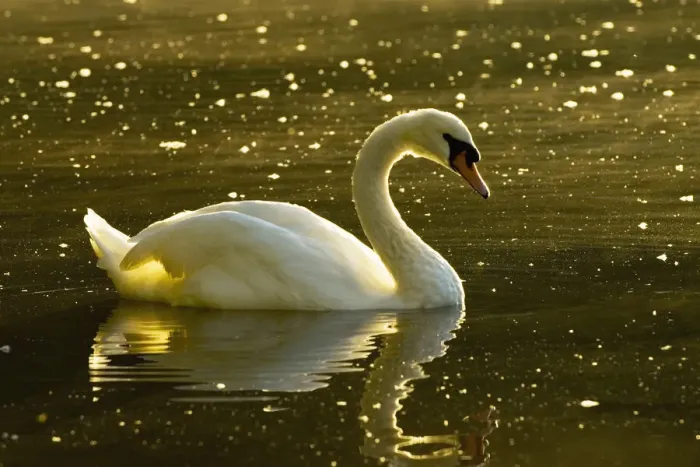 Framed Print : DDE-90027963 Framed Print : DDE-90027963