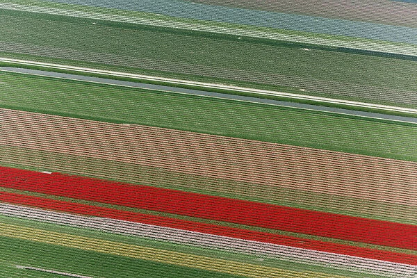 DDE-90033032. Aerial view of flower field patterns surrounding Amsterdam, Holland Date