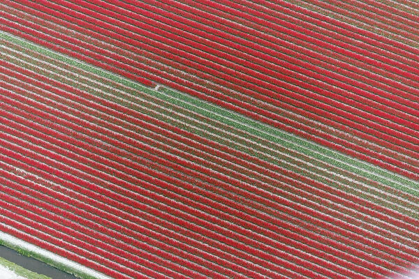 DDE-90033034. Aerial view of flower field patterns surrounding Amsterdam, Holland Date