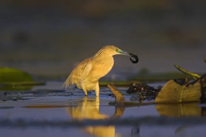Framed Print : DDE-90034777 Framed Print : DDE-90034777