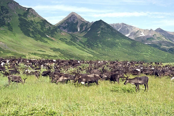DDE-90035003. Reindeer (Rangifer Tarandus) grazing in valley