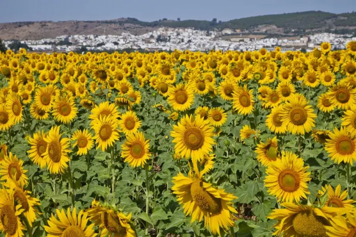 Framed Print : DDE-90035200 Framed Print : DDE-90035200