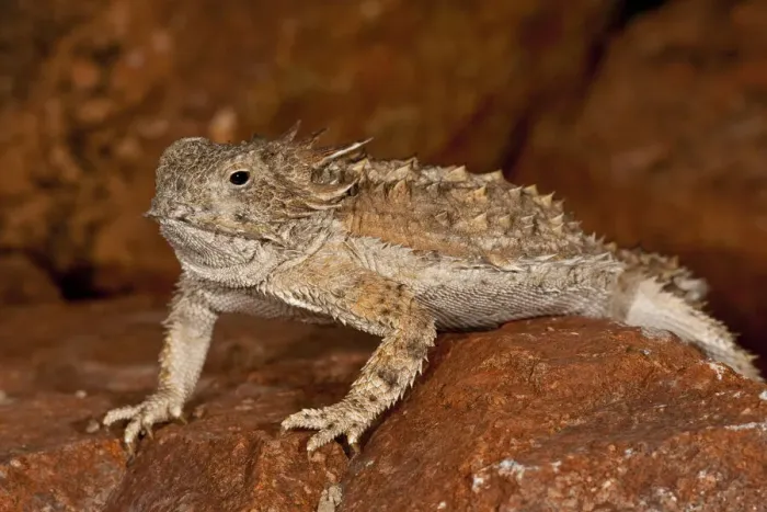 Framed Print : DDE-90036870 Framed Print : DDE-90036870