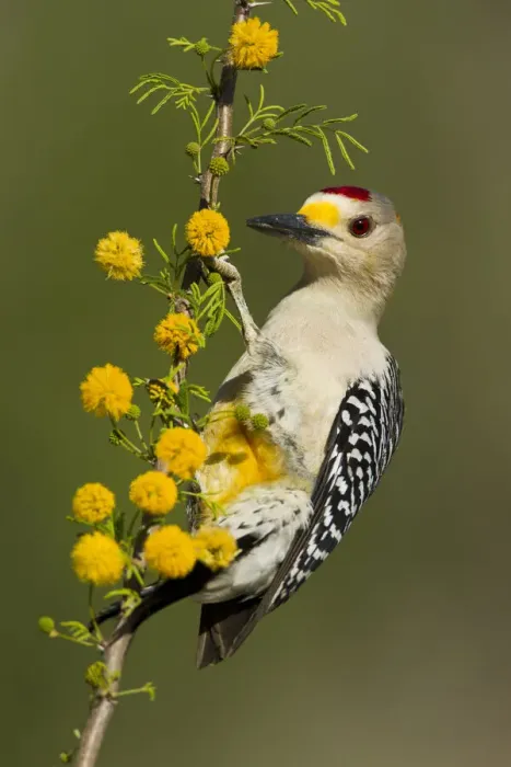 Framed Print : DDE-90039422