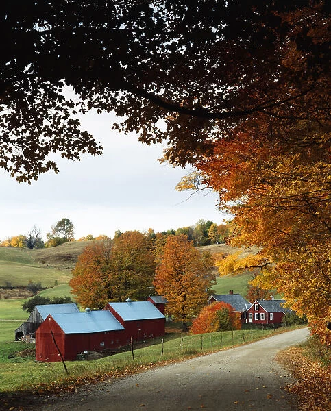 DDE-90039565. USA, Vermont, Reading, The Jenne farm in fall (Large format sizes available)