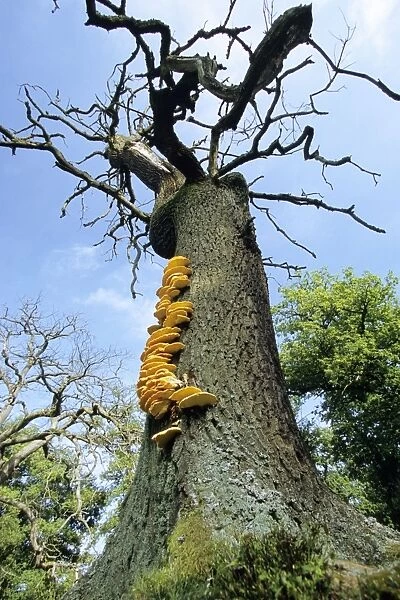 Dead Oak Tree - with fungus fruiting bodies of Sulphur Polypore (Laetiporus sulphureus) Hessen, Germany