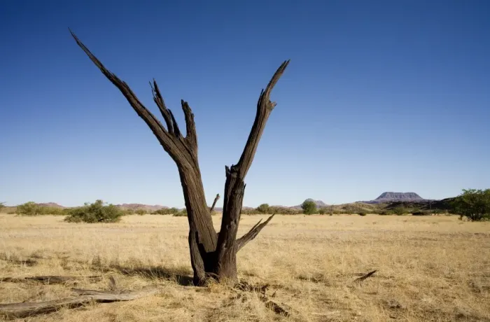 Framed Print : Dead Tree With a flat top mountain in the distance Damaraland, Namibia, Africa Framed Print : Dead Tree With a flat top mountain in the distance Damaraland, Namibia, Africa