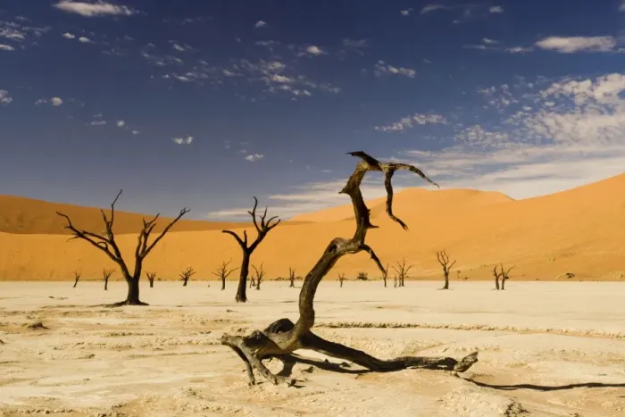 Framed Print : Dead Trees In Dead Vlei - Dead trees with red dunes and a dried white clay floor - Southern Namib Desert - Namibia - Africa Framed Print : Dead Trees In Dead Vlei - Dead trees with red dunes and a dried white clay floor - Southern Namib Desert - Namibia - Africa