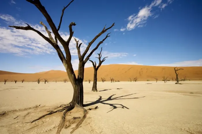Framed Print : Dead Trees In Dead Vlei - wide angle image of a dead tree casting a strong shadow - Southern Namib Desert - Namibia - Africa Framed Print : Dead Trees In Dead Vlei - wide angle image of a dead tree casting a strong shadow - Southern Namib Desert - Namibia - Africa