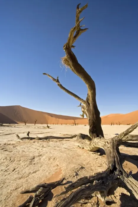 Framed Print : Dead Vlei tree. Sossusvlei - Namib Desert, Namibia, Africa 2006