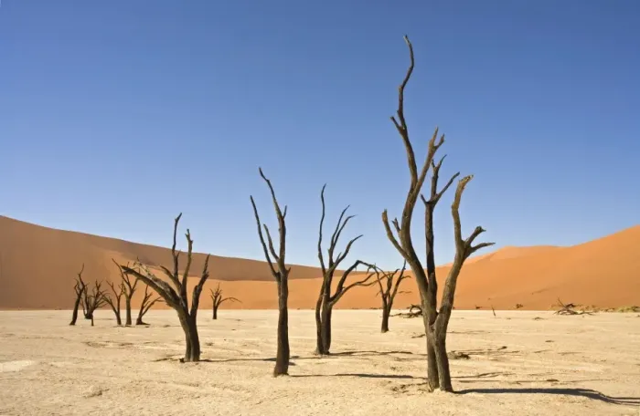 Framed Print : Dead Vlei Trees. Sossus Vlei - Namib Desert, Namibia, Africa Framed Print : Dead Vlei Trees. Sossus Vlei - Namib Desert, Namibia, Africa