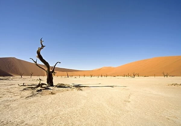 Dead Vlei trees. Sossusvlei - Namib Desert, Namibia, Africa