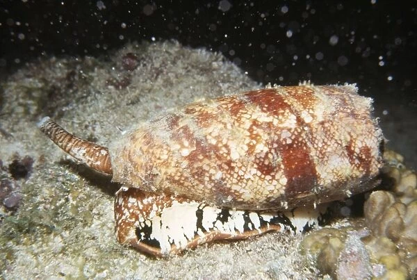 Deadly Geographic Cone Shell