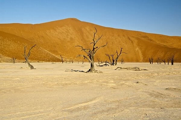 Deadvlei - dead trees and dunes - Sossusvlei - Manibia