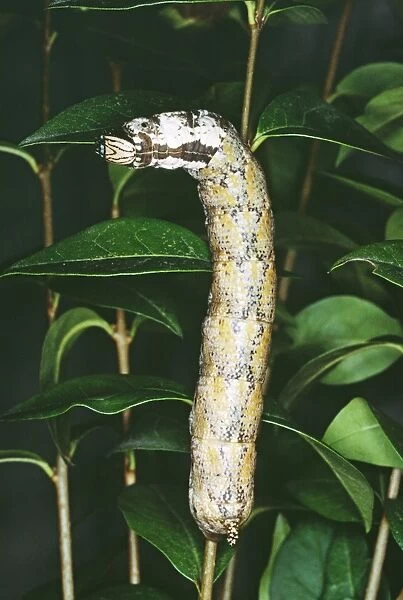 Death's Head Hawk Moth Larva JLMO 525 On privet (Melanic form) Acherontia atropos © John Mason  /  ARDEA LONDON