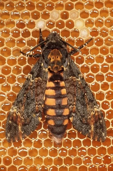 Death's-head Hawk Moth USH 349 In Bee-hive Acherontia atropos © Duncan Usher  /  ardea. com