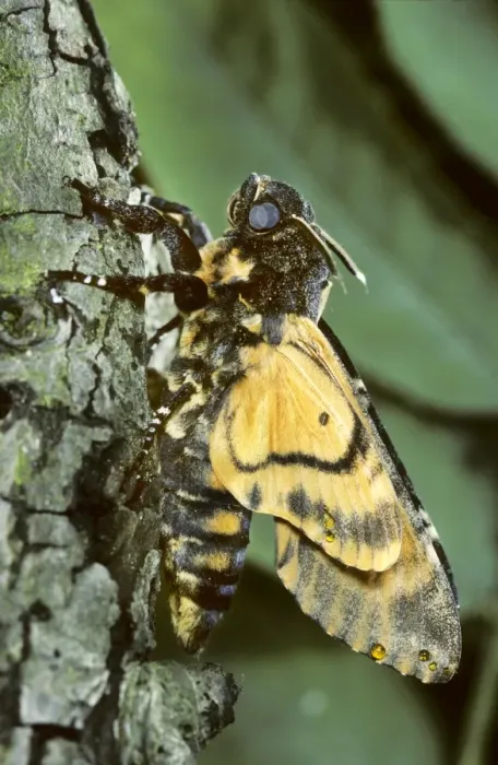 Framed Print : Death's-head Hawkmoth