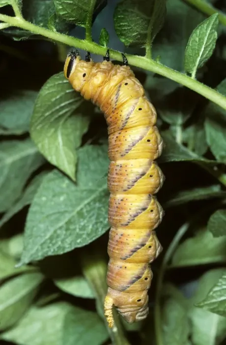 Framed Print : Death's-head Hawkmoth - caterpillar Framed Print : Death's-head Hawkmoth - caterpillar