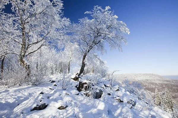 Deciduous Trees - covered in snow and frost - Hoher Meissner National park - North Hessen - Germany