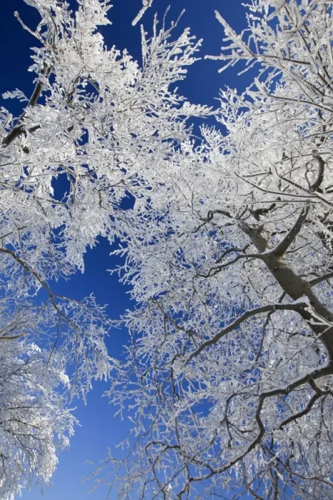 Framed Print : Deciduous Trees - covered in snow and frost - Hoher Meissner National park - North Hessen - Germany Framed Print : Deciduous Trees - covered in snow and frost - Hoher Meissner National park - North Hessen - Germany