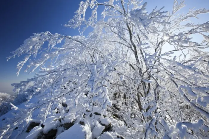 Framed Print : Deciduous Trees - covered in snow and frost - Hoher Meissner National park - North Hessen - Germany Framed Print : Deciduous Trees - covered in snow and frost - Hoher Meissner National park - North Hessen - Germany