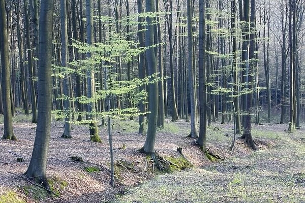 Deciduous Woodland - in spring - Hessen - Germany