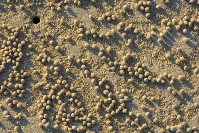 Framed Print : decorated crab home - beach crabs dig holes into the sand soon after the water recedes. They form the excessive sand into circular marbles and throw them out of the opening back onto the beach Framed Print : decorated crab home - beach crabs dig holes into the sand soon after the water recedes. They form the excessive sand into circular marbles and throw them out of the opening back onto the beach