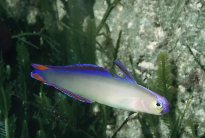 Framed Print : Decorated Dart Goby / Purple Firefish Solomon Sea & New Guinea Framed Print : Decorated Dart Goby / Purple Firefish Solomon Sea & New Guinea
