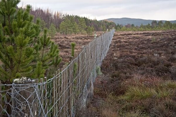 Deer Fence - Excludes deer from left of fence to allow forest trees to establish - Cairngorm NP - Scotland