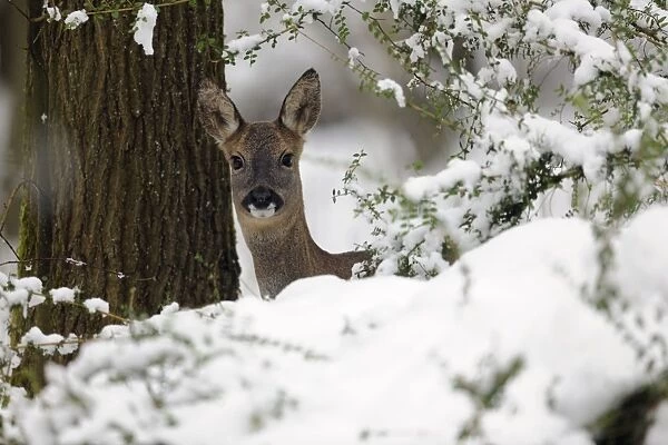 DEER. Roe deer standing behind snow covered bushes