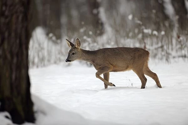 DEER. Roe deer walking through snow
