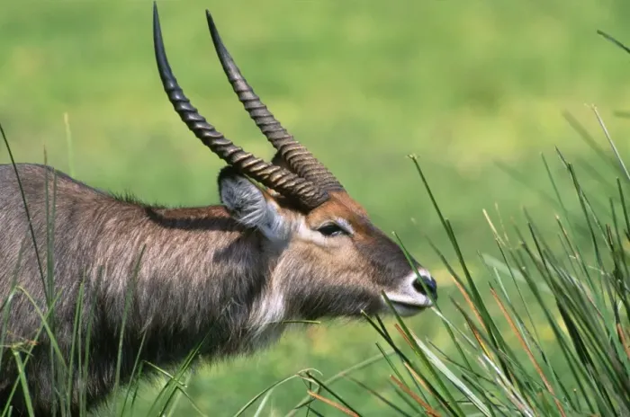 Framed Print : Defassa Waterbuck Maasai Mara, Kenya, Africa Framed Print : Defassa Waterbuck Maasai Mara, Kenya, Africa
