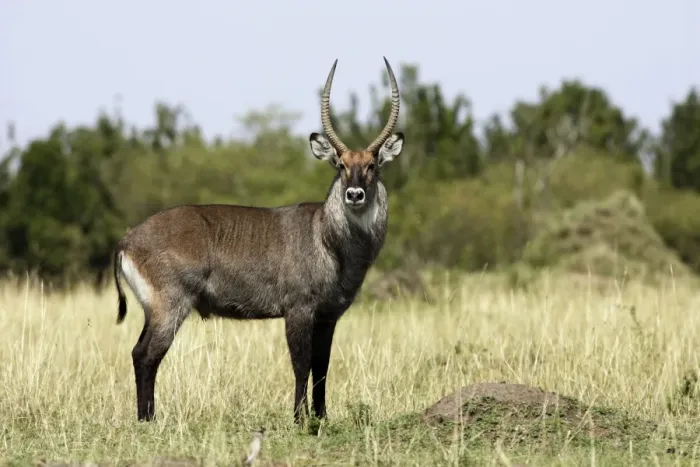 Framed Print : Defassa Waterbuck - Male Maasai Mara - Kenya Framed Print : Defassa Waterbuck - Male Maasai Mara - Kenya