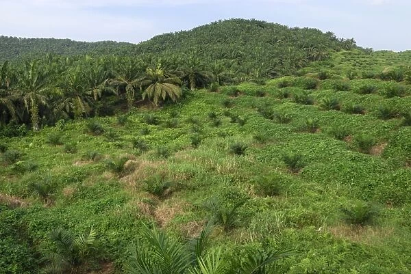 Deforestation area - with oil palm plantation - Sabah - Borneo - Malaysia