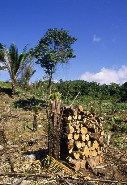 Deforestation - clearing rainforest Belize Central America