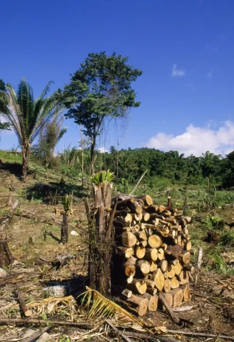 Framed Print : Deforestation - clearing rainforest Belize Central America Framed Print : Deforestation - clearing rainforest Belize Central America