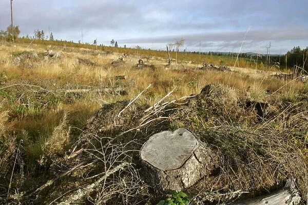 Deforestation destroyed timber forest after mechanical cut down Dalarna region, Sweden