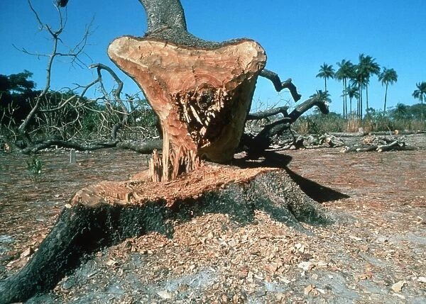 Deforestation - Newly cut tree near Banjul The Gambia, Africa