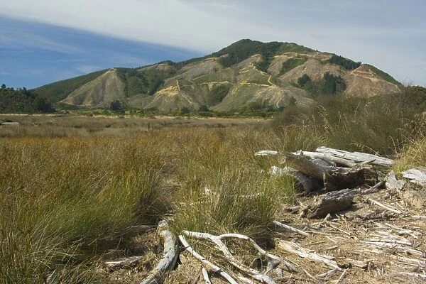 Deforestation radical felling of timber plantations on picturesque Kenepuru Sound Marlborough Sounds, South Island, New Zealand