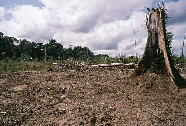 Deforestation Rainforest cleared for Cattle ranching in Rondonia State, Brazil, South America