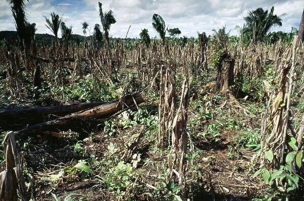 Deforestation - slash & burn with secondary growth to be reburned before planting, Central America
